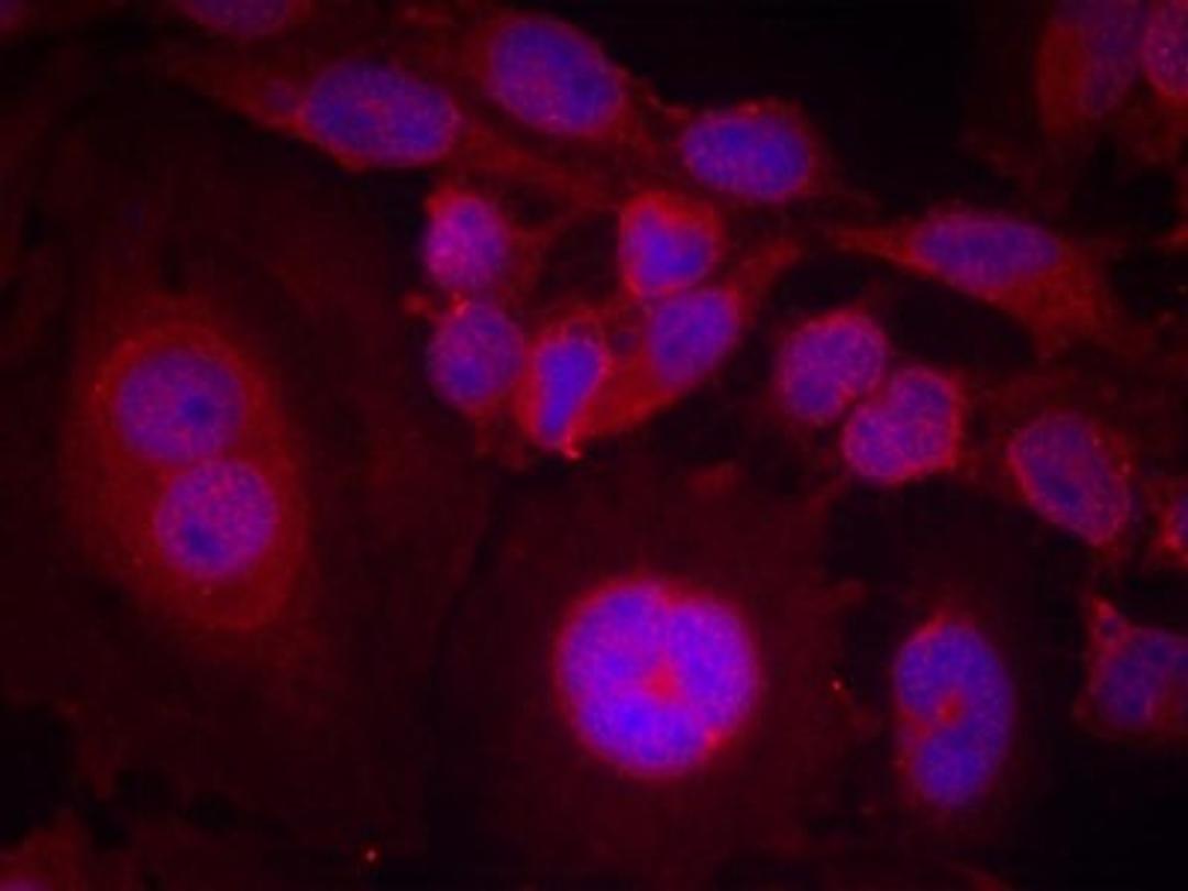 Immunocytochemistry/Immunofluorescence: STAT3 [p Ser727] Antibody [NB100-82212] - Staining of methanol-fixed Hela cells