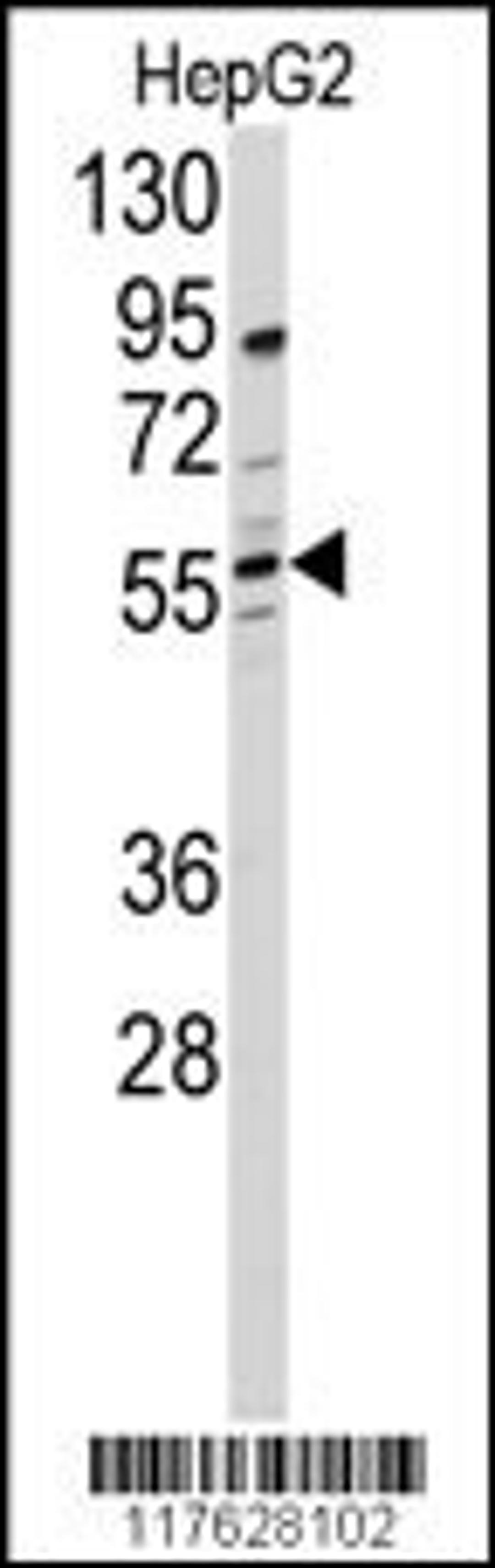 Western blot analysis of anti-DHCR24 Antibody in HepG2 cell line lysates (35ug/lane)