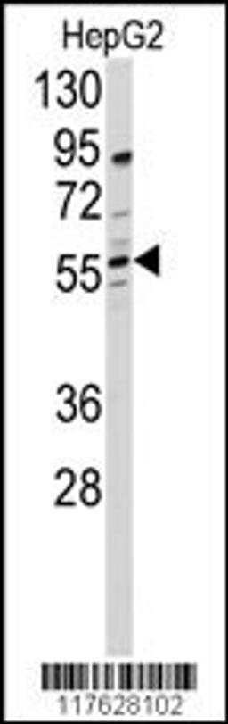 Western blot analysis of anti-DHCR24 Antibody in HepG2 cell line lysates (35ug/lane)