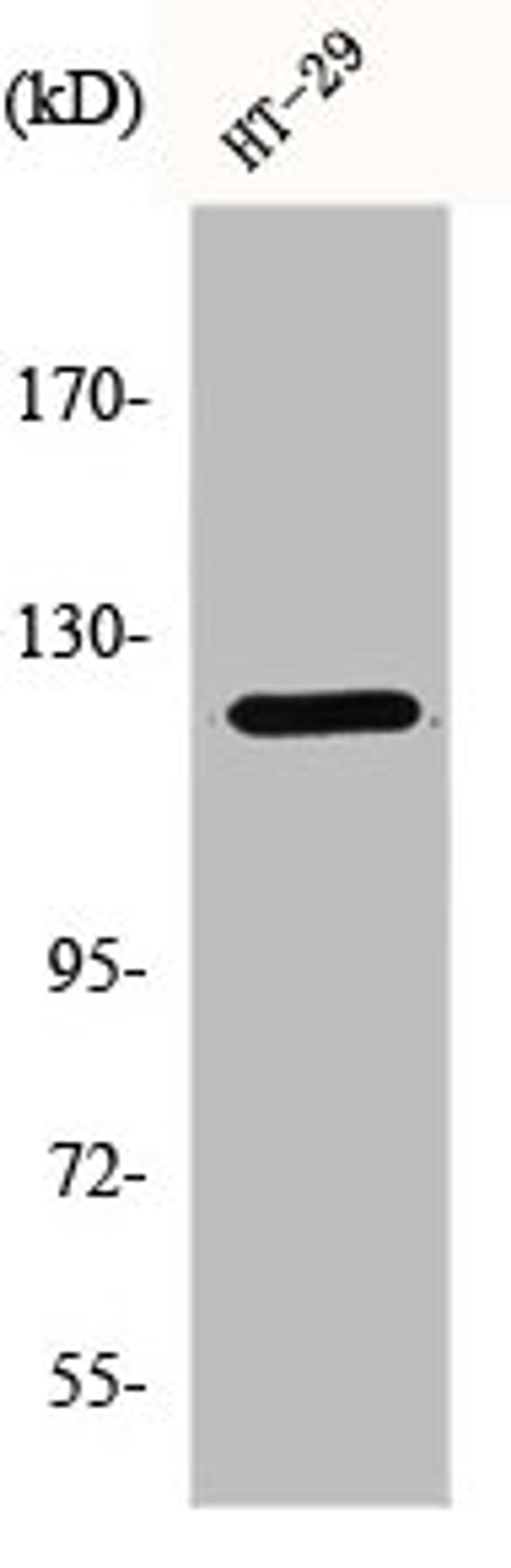 Western Blot analysis of 293 cells using GCP5 Polyclonal Antibody