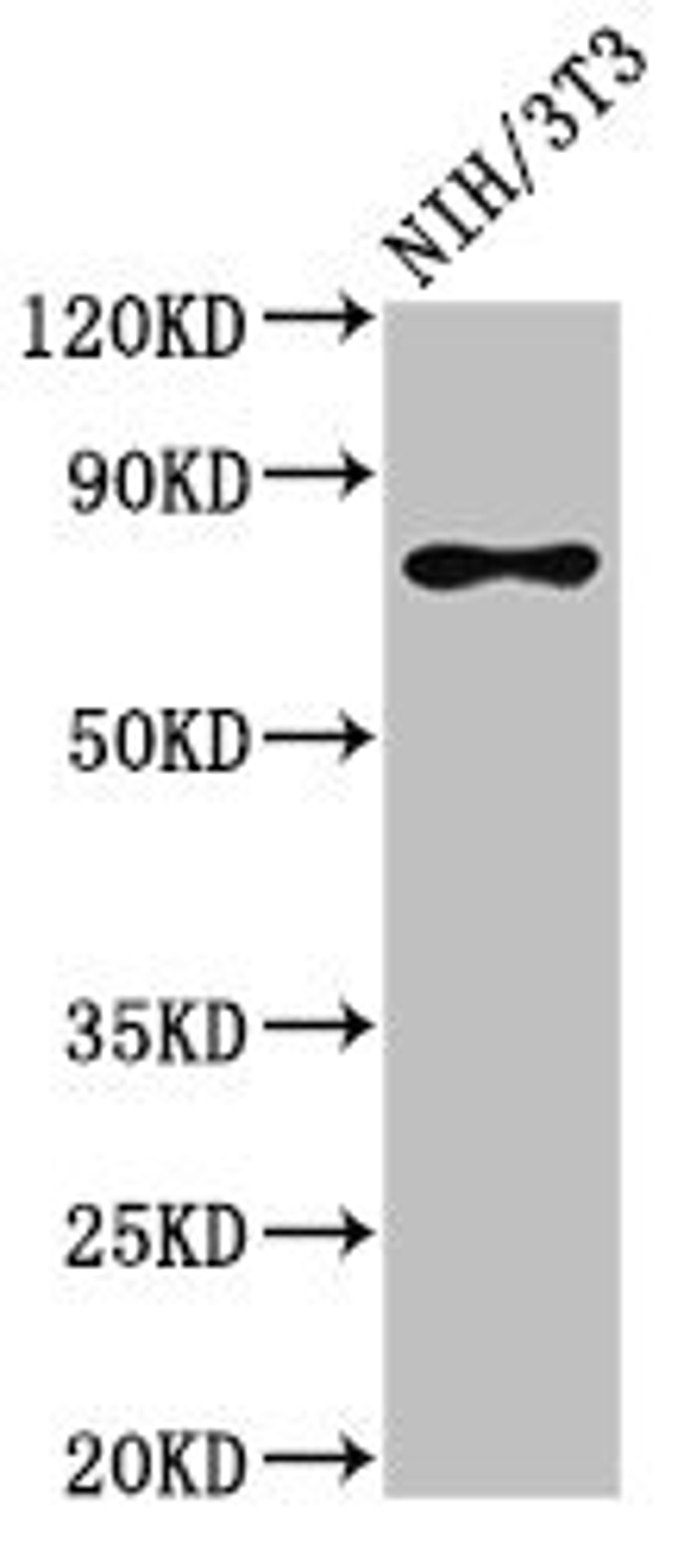 Western Blot. Positive WB detected in: NIH/3T3 whole cell lysate. All lanes: SFPQ antibody at 3ug/ml. Secondary. Goat polyclonal to rabbit IgG at 1/50000 dilution. Predicted band size: 77, 73 kDa. Observed band size: 77 kDa.