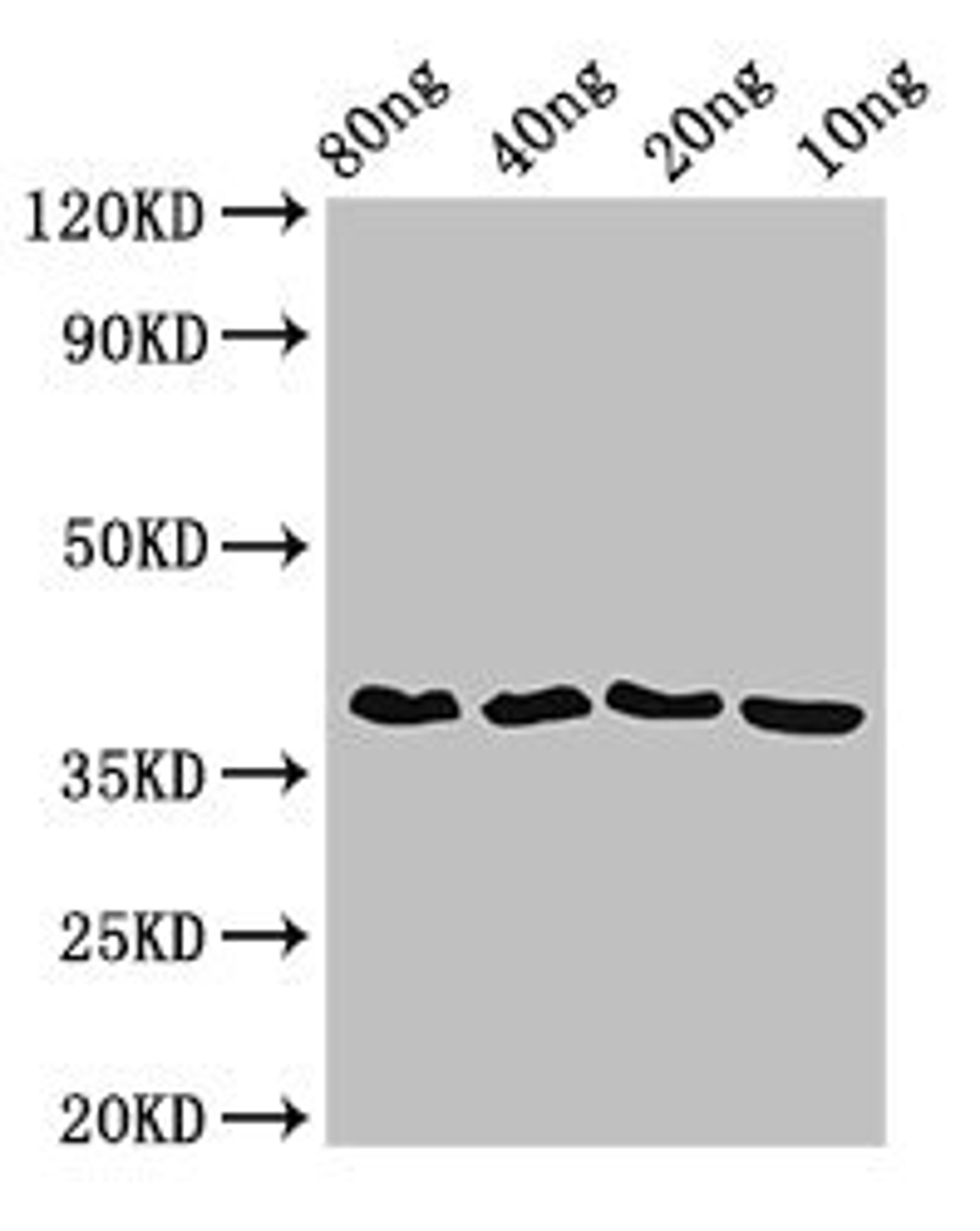 Western Blot. Positive WB detected in Recombinant protein. All lanes: ftsZ antibody at 3.5ug/ml. Secondary. Goat polyclonal to rabbit IgG at 1/50000 dilution. predicted band size: 39 kDa. observed band size: 39 kDa.