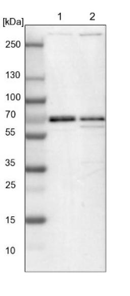 Western Blot: LCA5L Antibody [NBP1-88281] - Lane 1: NIH-3T3 cell lysate (Mouse embryonic fibroblast cells)<br/>Lane 2: NBT-II cell lysate (Rat Wistar bladder tumour cells)