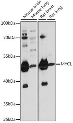 Western blot - MYCL antibody (A16301)