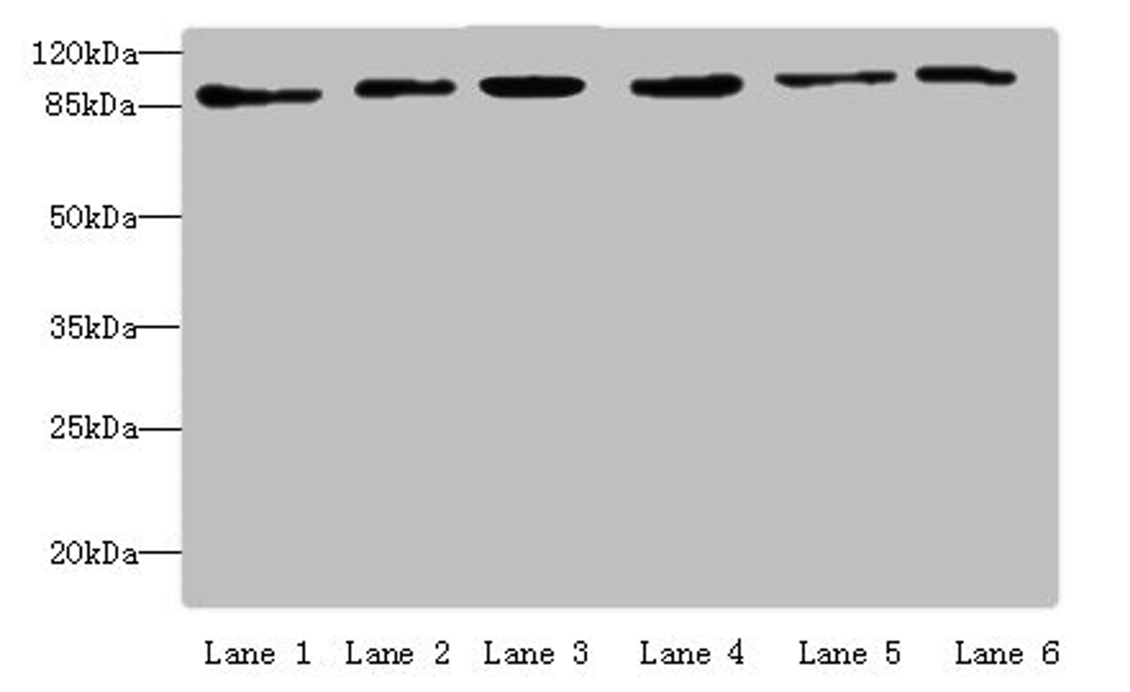 Western blot. All lanes: MCM3 antibody at 4 ug/ml. Lane 1: Hela whole cell lysate. Lane 2: 293T whole cell lysate. Lane 3: K562 whole cell lysate. Lane 4: HepG2 whole cell lysate. Lane 5: Jurkats whole cell lysate. Lane 6: U917 whole cell lysate. Secondary. Goat polyclonal to rabbit IgG at 1/10000 dilution. Predicted band size: 91, 96 kDa. Observed band size: 91 kDa. 