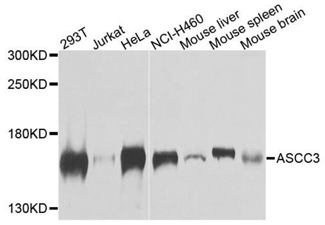 Western blot analysis of extracts of various cells using ASCC3 antibody