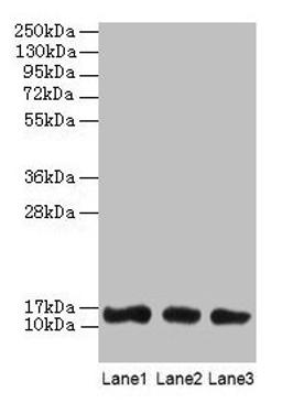 Western blot. All lanes: LGALS1 antibody at 2µg/ml. Lane 1: HL60 whole cell lysate. Lane 2: NIH/3T3 whole cell lysate. Lane 3: HepG2 whole cell lysate. Secondary. Goat polyclonal to rabbit IgG at 1/10000 dilution. Predicted band size: 15 kDa. Observed band size: 15 kDa