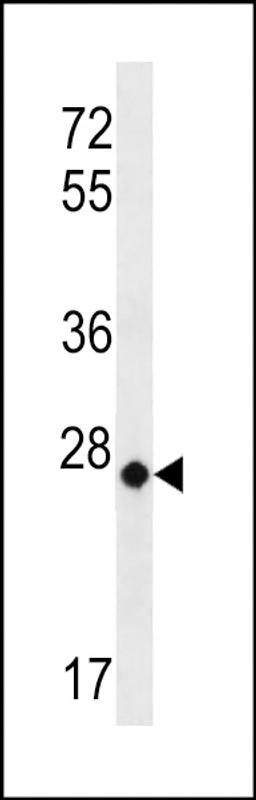 Western blot analysis in Hela cell line lysates (35ug/lane).