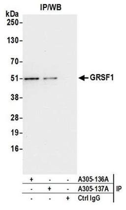 Detection of human GRSF1 by western blot of immunoprecipitates.