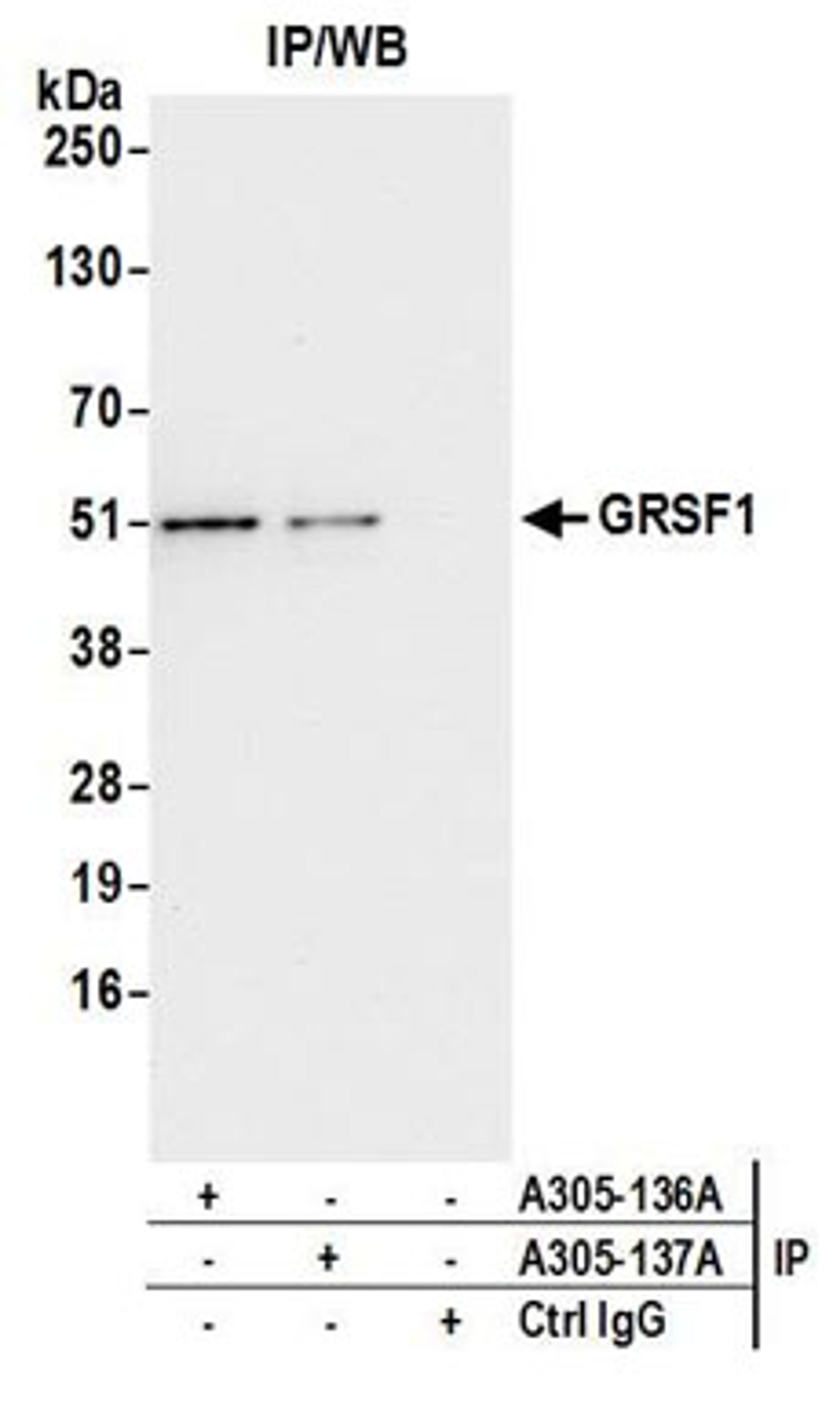 Detection of human GRSF1 by western blot of immunoprecipitates.