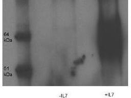 Western blot analysis of Lane 1: thymocyte D1 cells. Lane 2: thymocyte D1 cells treated with IL7 (50 ng/ml) using IL-7 Receptor Alpha Chain (phospho-Y449) antibody