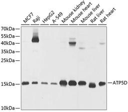 Western blot - ATP5D antibody (A9929)