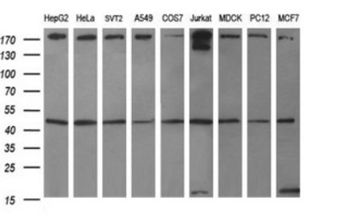 Western Blot: beta I Tubulin Antibody (4A3) [NBP2-46245] - Analysis of extracts (35ug) from 9 different cell lines (HepG2: human; HeLa: human; SVT2: mouse; A549: human; COS7: monkey; Jurkat: human; MDCK: canine; PC12: rat; MCF7: human).