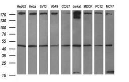 Western Blot: beta I Tubulin Antibody (4A3) [NBP2-46245] - Analysis of extracts (35ug) from 9 different cell lines (HepG2: human; HeLa: human; SVT2: mouse; A549: human; COS7: monkey; Jurkat: human; MDCK: canine; PC12: rat; MCF7: human).