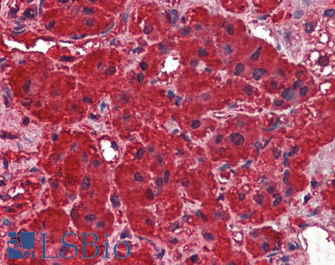 45-509 (2.5ug/ml) staining of paraffin embedded Human Adrenal Gland. Steamed antigen retrieval with citrate buffer pH 6, AP-staining.