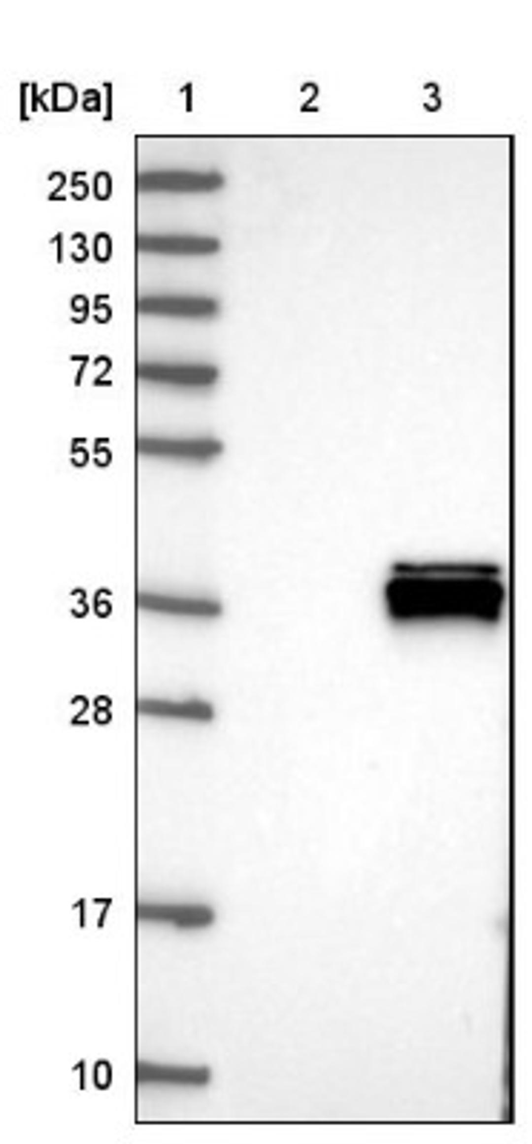 Western Blot: ALKBH3 Antibody [NBP1-84274] - Lane 1: Marker [kDa] 250, 130, 95, 72, 55, 36, 28, 17, 10<br/>Lane 2: Negative control (vector only transfected HEK293T lysate)<br/>Lane 3: Over-expression lysate (Co-expressed with a C-terminal myc-DDK tag (~3.1 kDa) in mammalian HEK293T cells, LY403381)