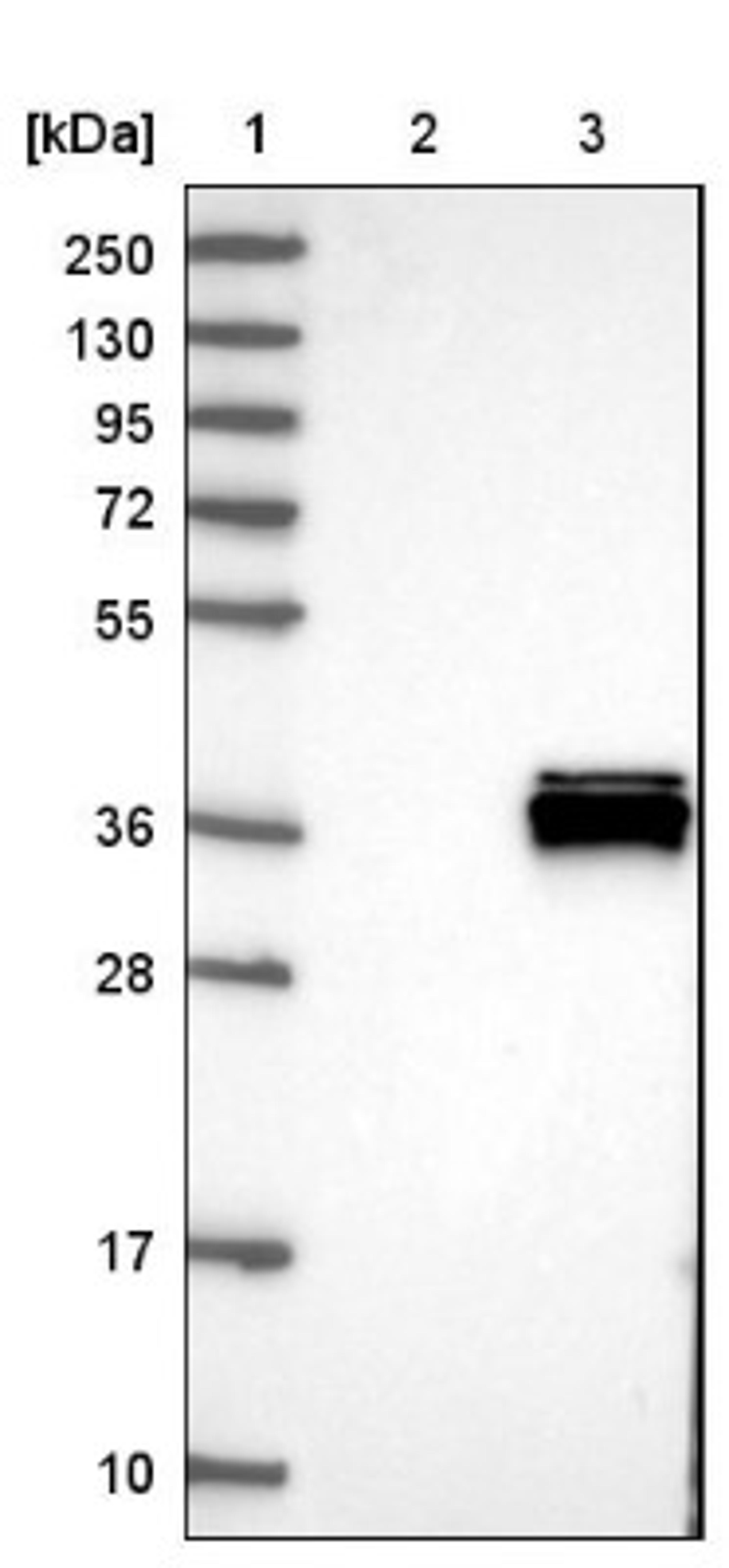 Western Blot: ALKBH3 Antibody [NBP1-84274] - Lane 1: Marker [kDa] 250, 130, 95, 72, 55, 36, 28, 17, 10<br/>Lane 2: Negative control (vector only transfected HEK293T lysate)<br/>Lane 3: Over-expression lysate (Co-expressed with a C-terminal myc-DDK tag (~3.1 kDa) in mammalian HEK293T cells, LY403381)