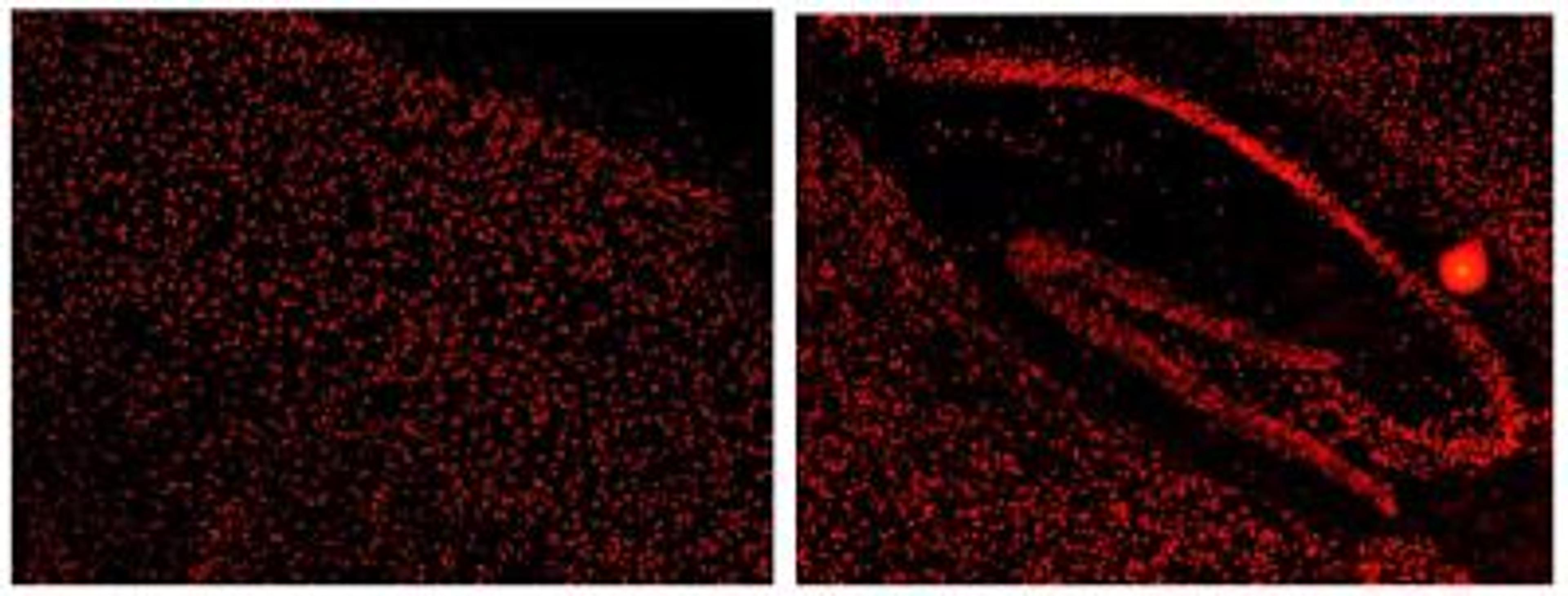 Immunohistochemistry-Frozen: KHSRP Antibody [NBP1-18910] - KSRP immunostaining in mouse cerebral cortex and hippocampus. Cell were stained with Novus KSRP. This KSRP antibody was also used for immunoprecipation and western blot analyses. Image from confirmed customer review.