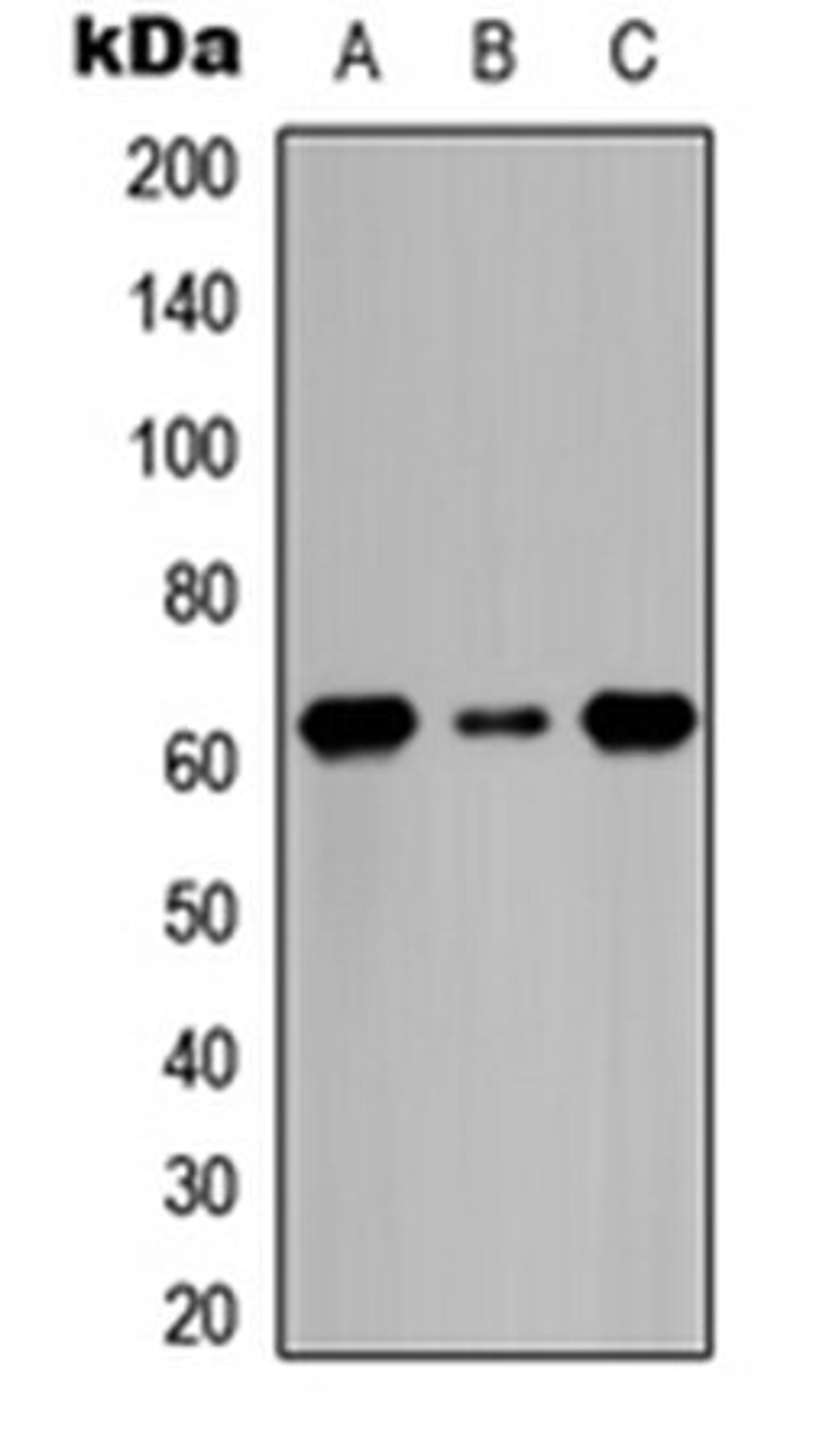 Western blot analysis of HeLa serum starvation-treated (Lane 1), Raw264.7 serum starvation-treated (Lane 2), H9C2 serum starvation-treated (Lane 3) whole cell lysates using CDC6 (phospho-S54) antibody