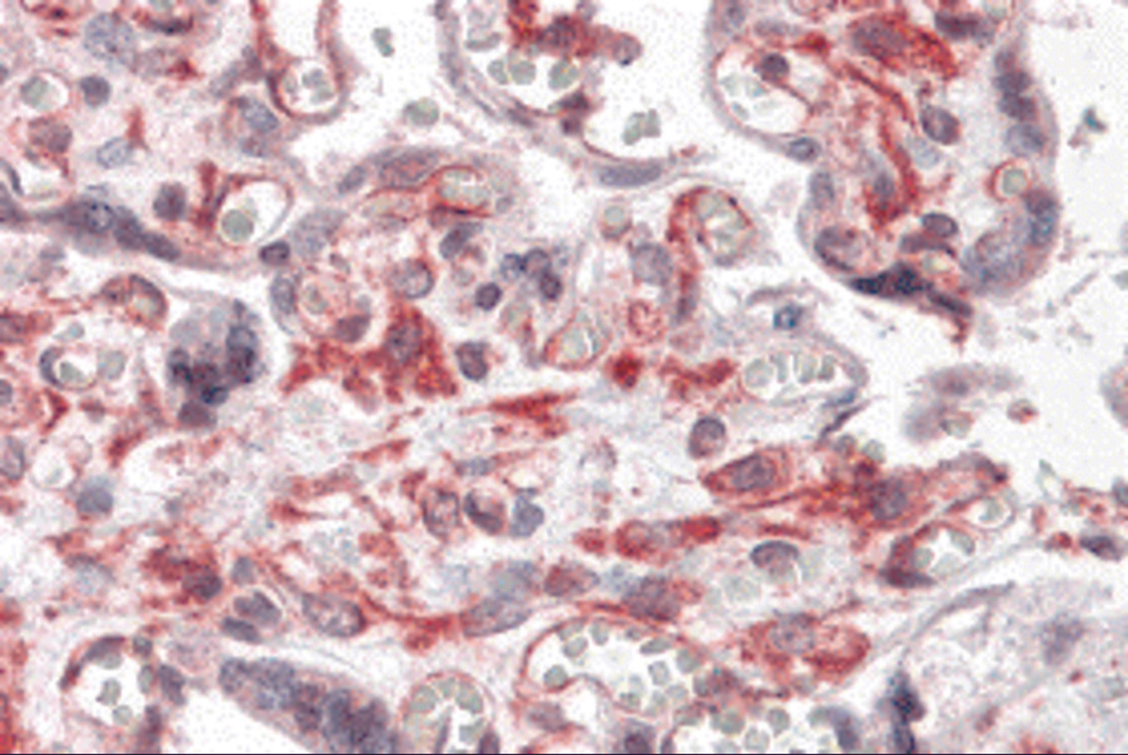 Immunohistochemistry of RUSC2 in human placenta tissue with RUSC2 antibody at 5 &#956;g/mL.