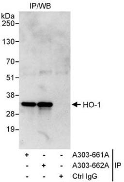 Detection of human HO-1 by western blot of immunoprecipitates.