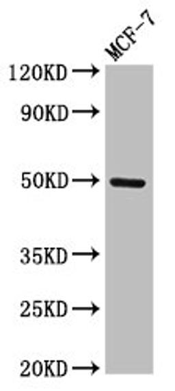 Western Blot. Positive WB detected in: MCF-7 whole cell lysate. All lanes: TWIST1 antibody at 3µg/ml. Secondary. Goat polyclonal to rabbit IgG at 1/50000 dilution. Predicted band size: 21 kDa. Observed band size: 50 kDa