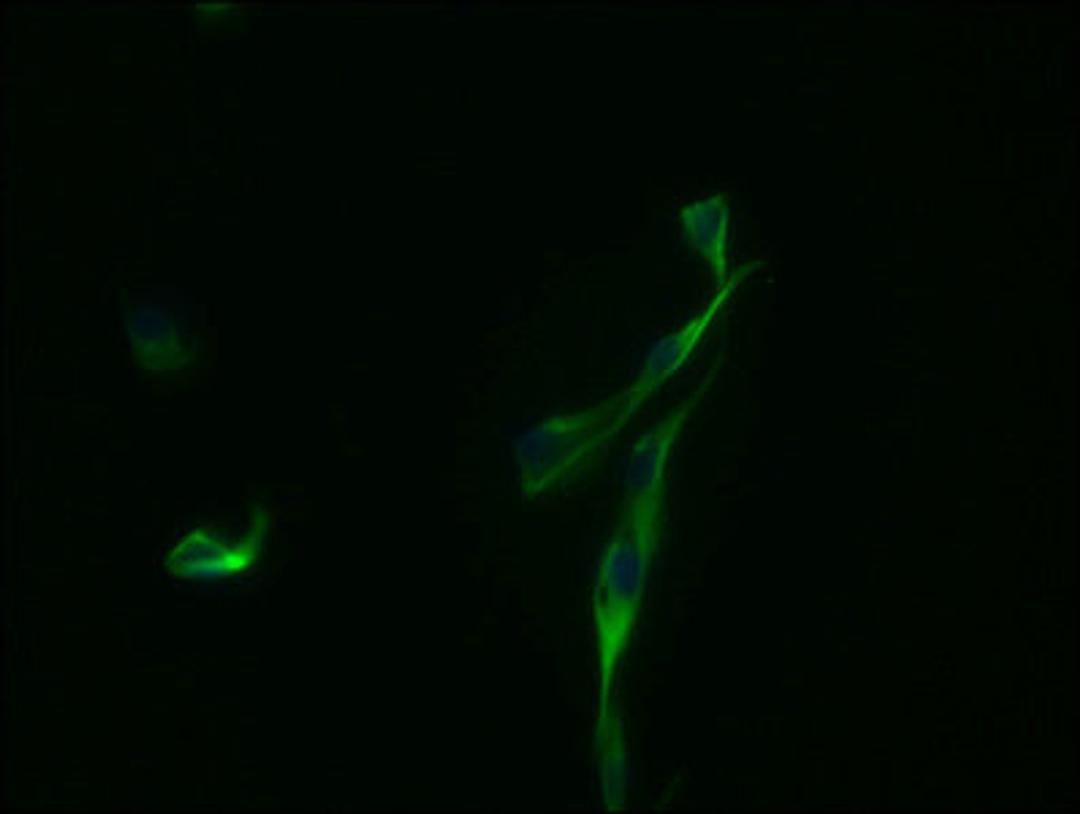 Immunofluorescence staining of U87 cells with CSB-MA009298A0m at 1:100, counter-stained with DAPI. The cells were fixed in 4% formaldehyde and blocked in 10% normal Goat Serum. The cells were incubated with the antibody overnight at 4°C. Nuclear DNA was labeled in blue with DAPI. The secondary antibody was FITC-conjugated AffiniPure Goat Anti-Mouse IgG (H+L).