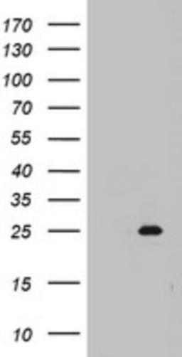 Western Blot: MRPS11 Antibody (2E9) [NBP2-45937] - Analysis of HEK293T cells were transfected with the pCMV6-ENTRY control (Left lane) or pCMV6-ENTRY MRPS11.