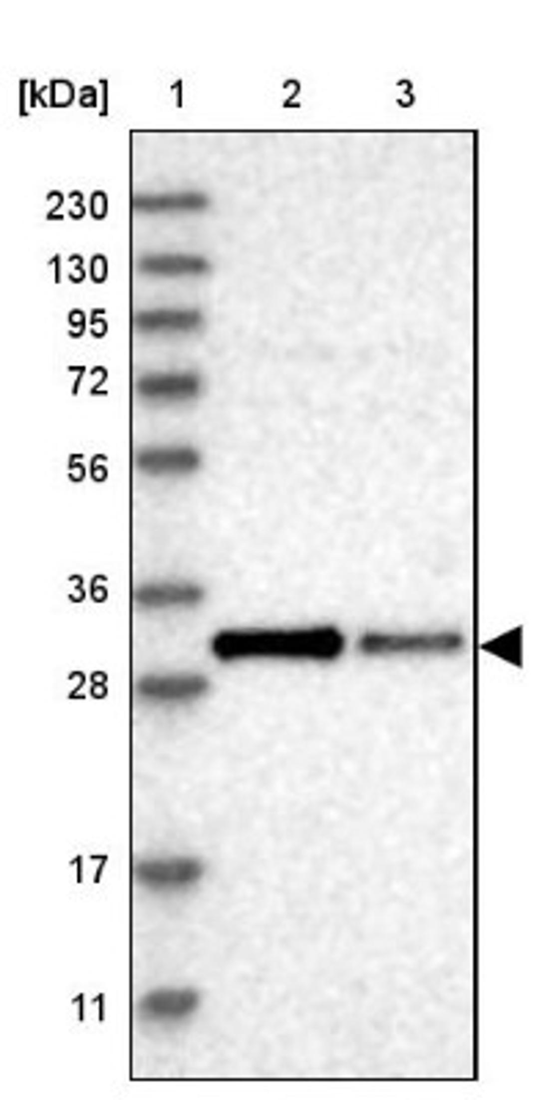 Western Blot: COQ3 Antibody [NBP1-88724] - Lane 1: Marker [kDa] 230, 130, 95, 72, 56, 36, 28, 17, 11<br/>Lane 2: Human cell line RT-4<br/>Lane 3: Human cell line U-251MG sp