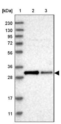 Western Blot: COQ3 Antibody [NBP1-88724] - Lane 1: Marker [kDa] 230, 130, 95, 72, 56, 36, 28, 17, 11<br/>Lane 2: Human cell line RT-4<br/>Lane 3: Human cell line U-251MG sp