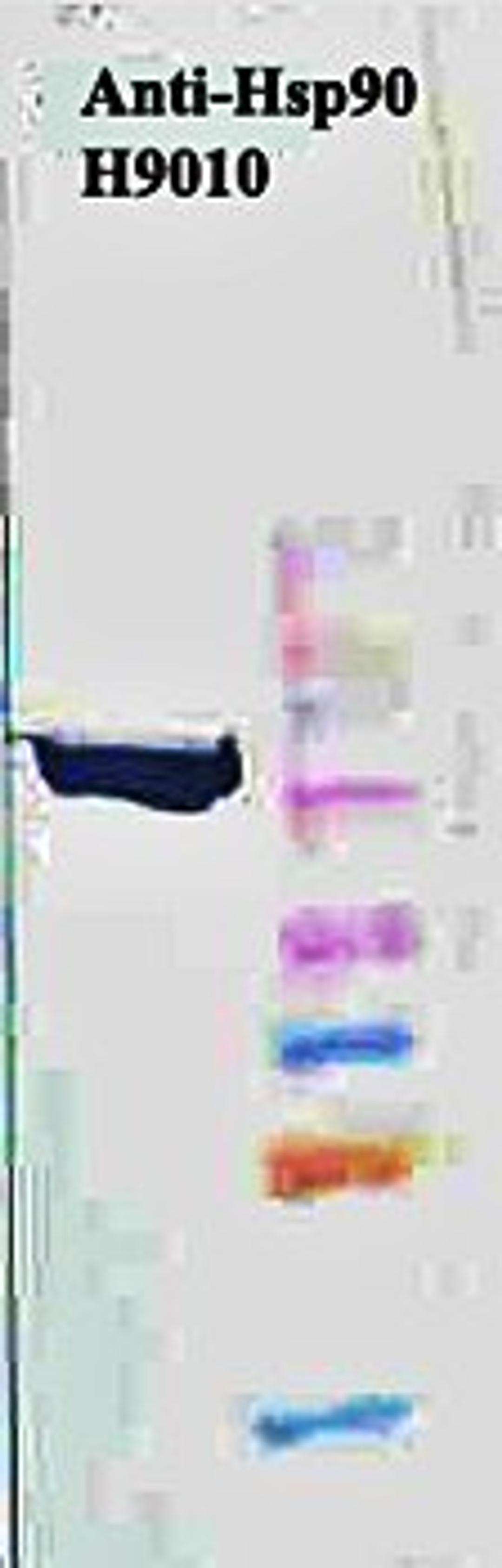 Western blot analysis of HeLa cell lysates using Hsp90 antibody