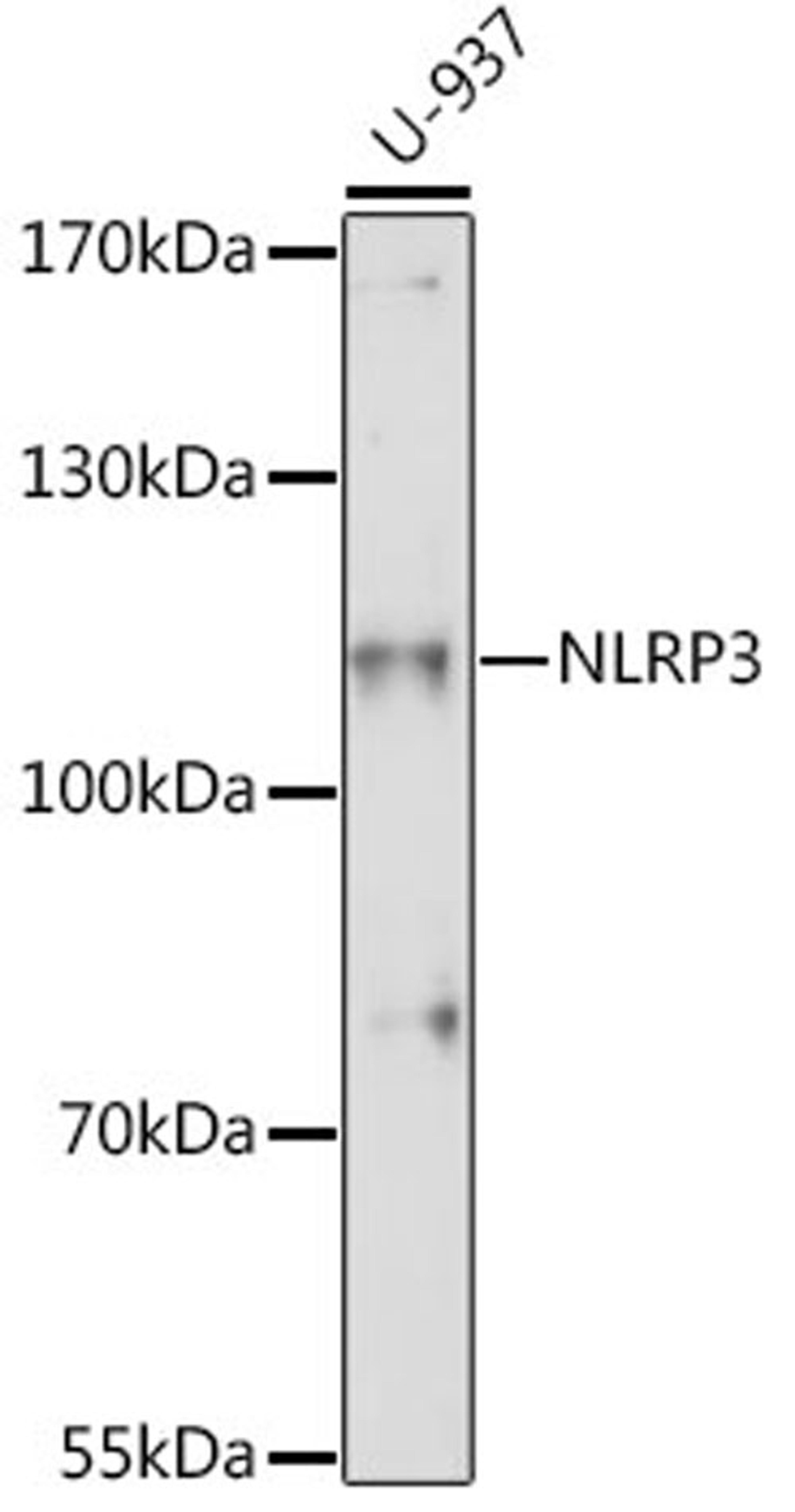 Western blot - NLRP3 antibody (A12694)