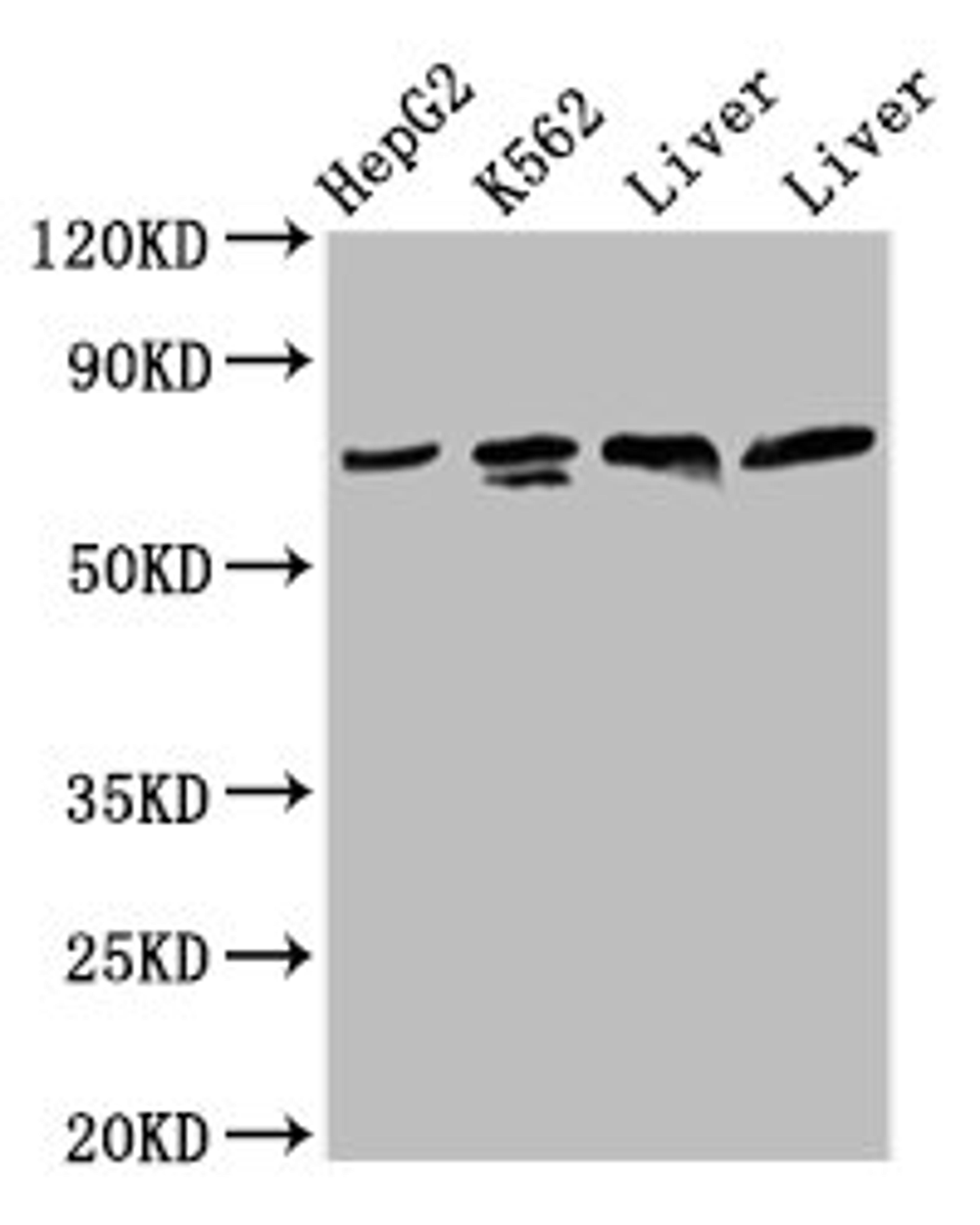 Western Blot. Positive WB detected in: HepG2 whole cell lysate, K562 whole cell lysate, Rat liver tissue, Mouse liver tissue. All lanes: PANX2 antibody at 4.2µg/ml. Secondary. Goat polyclonal to rabbit IgG at 1/50000 dilution. Predicted band size: 75, 71, 56 kDa. Observed band size: 75 kDa