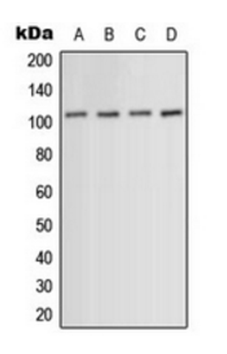 Western blot analysis of HeLa (Lane 1), HuvEc (Lane 2), mouse muscle (Lane 3), PC12 (Lane 4) whole cell lysates using ACTN1/2/3/4 antibody