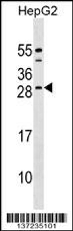 Western blot analysis in HepG2 cell line lysates (35ug/lane).