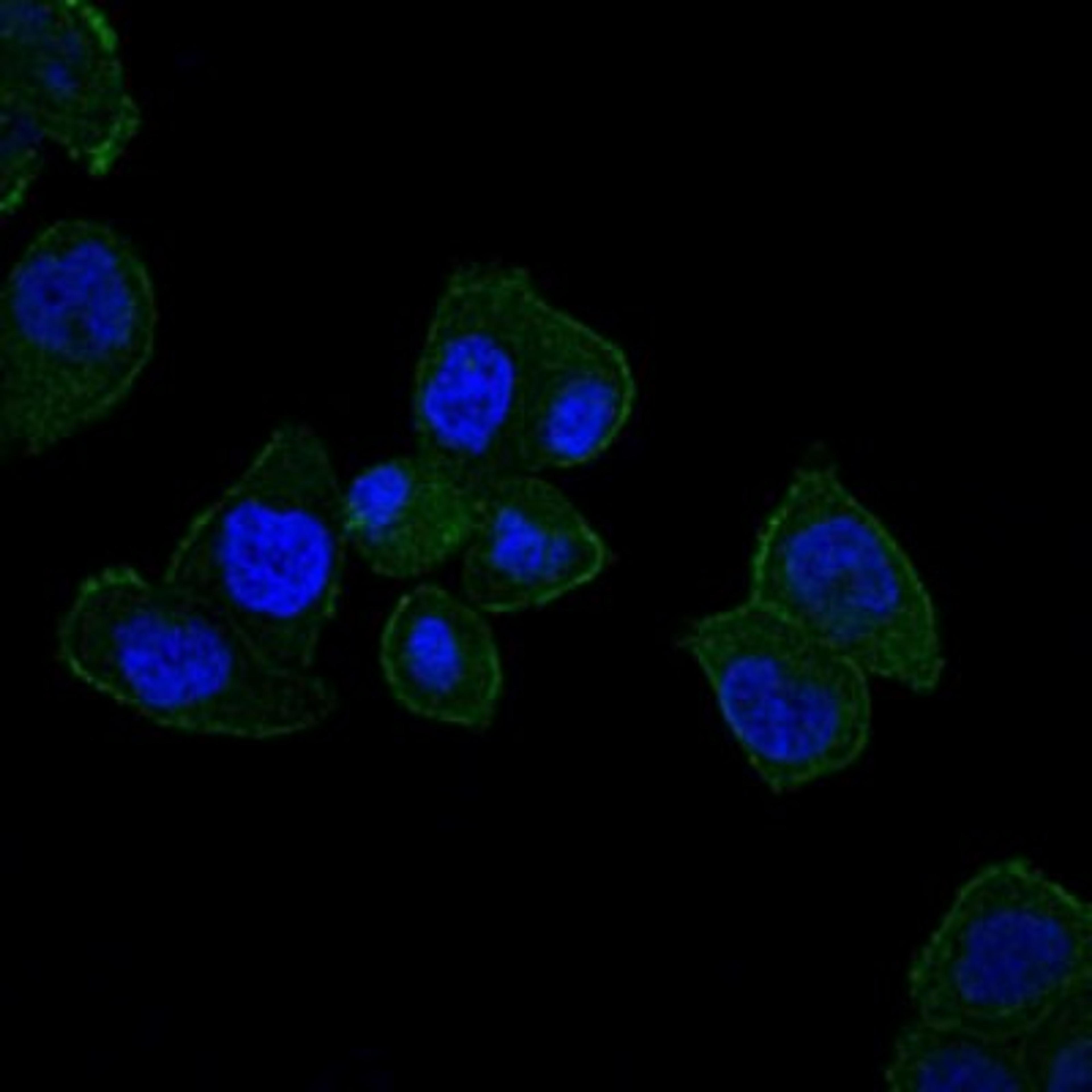 Immunocytochemistry/Immunofluorescence: HFE Antibody (3F1) [NBP2-37555] - Immunofluorescence analysis of HepG2 cells using HFE mouse mAb (green). Blue: DRAQ5 fluorescent DNA dye.