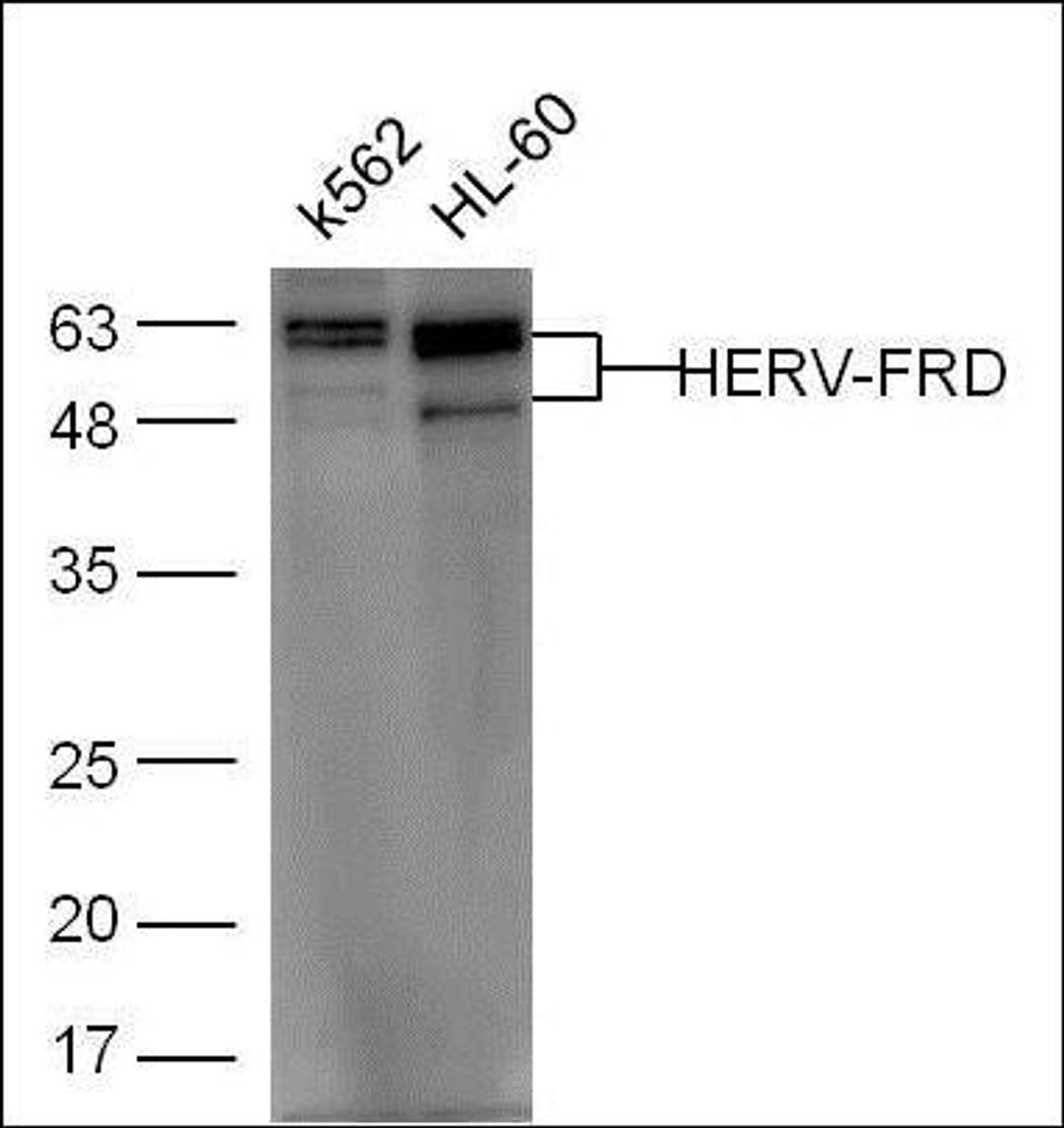 Western blot analysis of extracts from K562 Cell HL-60 using HERV-FRD antibody.