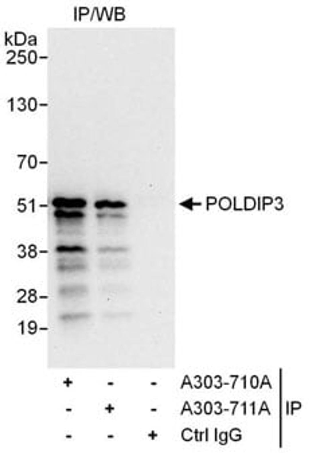 Detection of human POLDIP3 by western blot of immunoprecipitates.