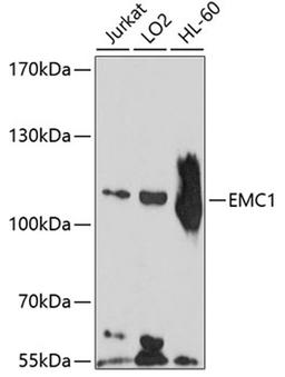 Western blot - EMC1 antibody (A10290)