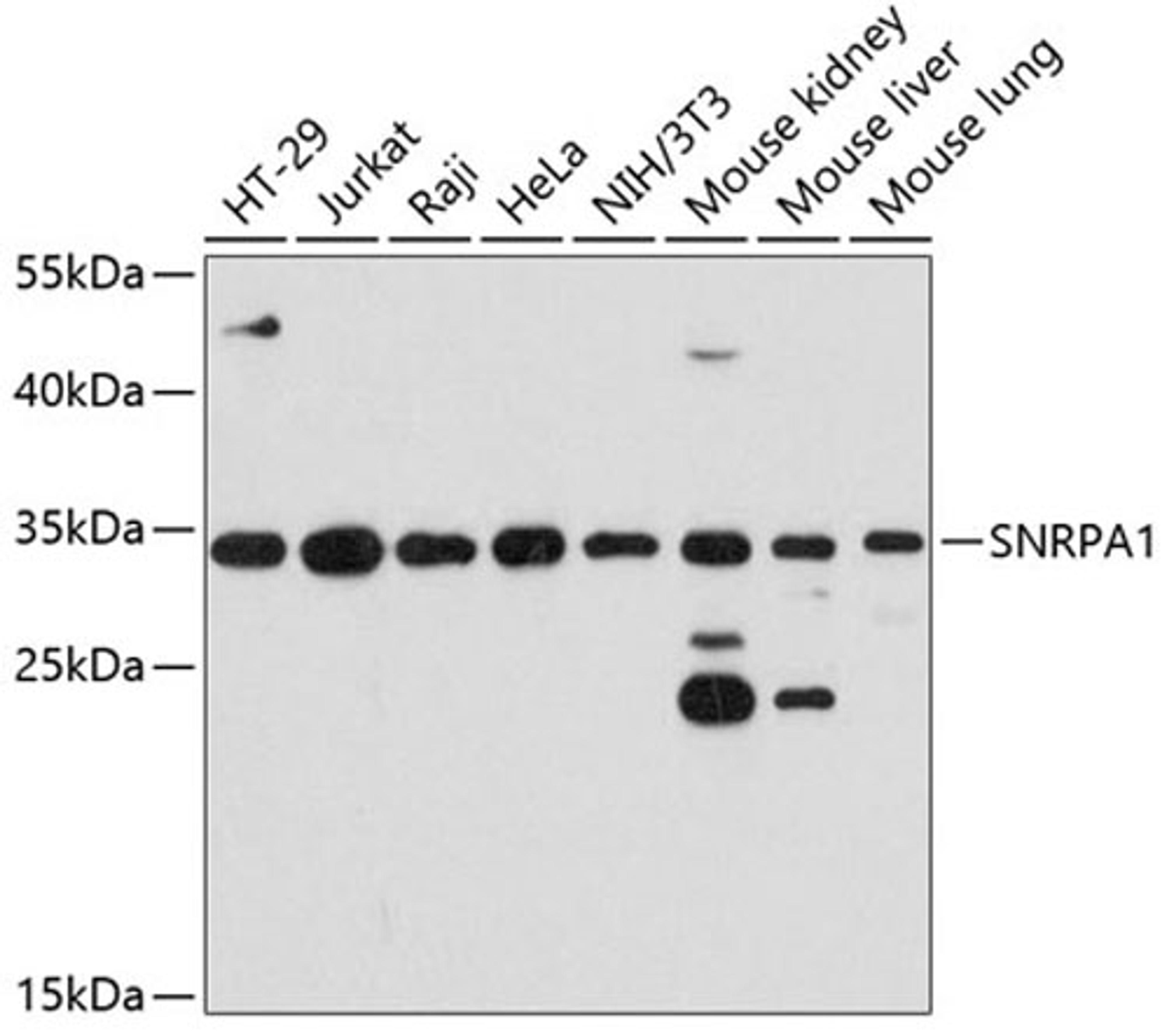 Western blot - SNRPA1 antibody (A12161)