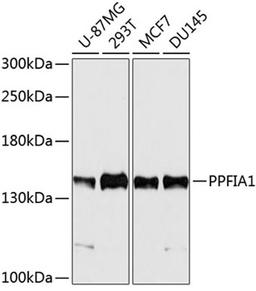 Western blot - PPFIA1 antibody (A10388)