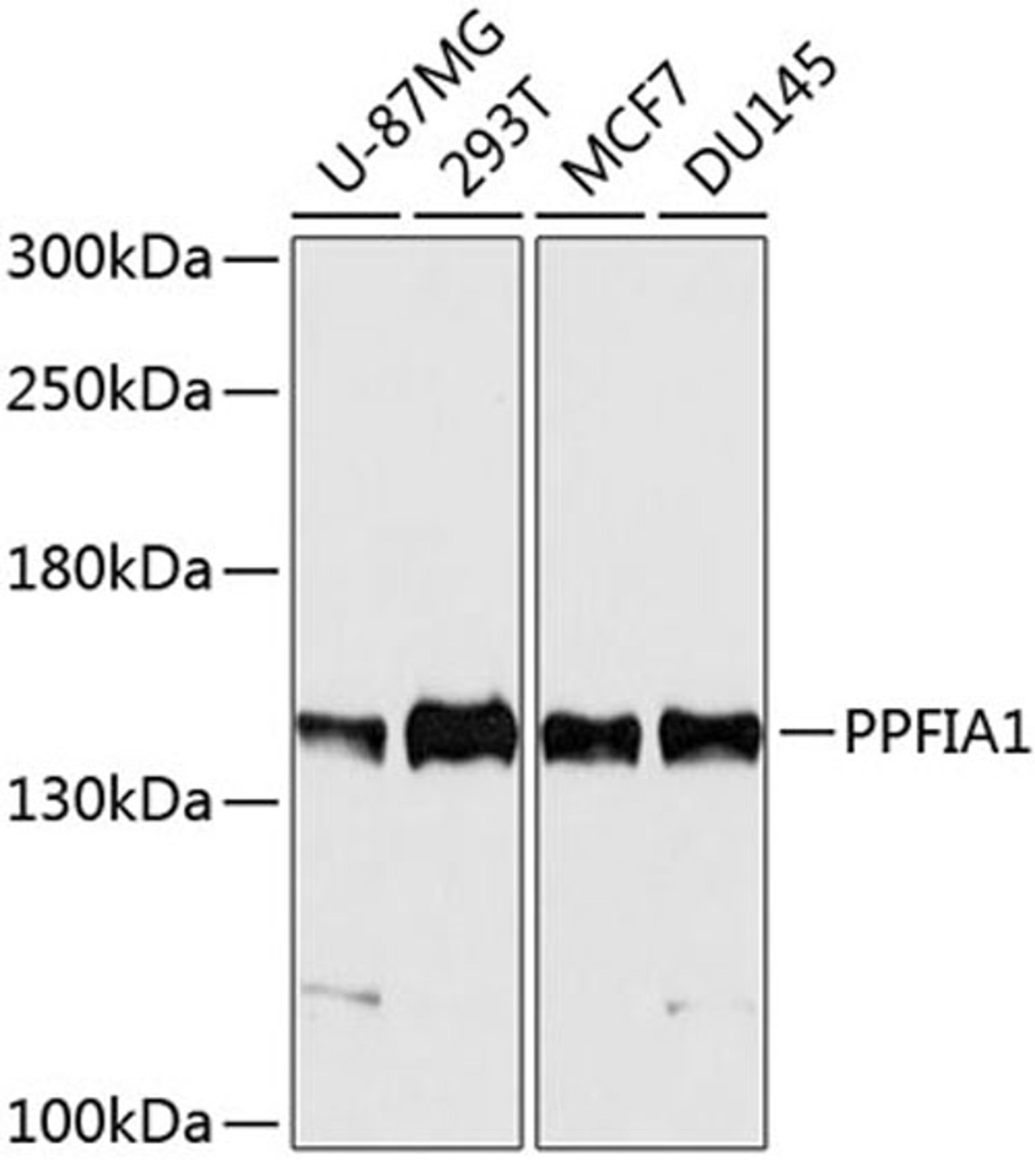 Western blot - PPFIA1 antibody (A10388)