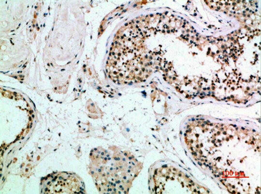 Immunohistochemical analysis of paraffin-embedded human-testis, antibody was diluted at 1:200