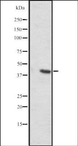 Western blot analysis of Mouse liver lysates using SLC35C2 antibody