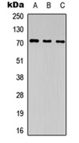 Western blot analysis of HEK293T (Lane 1), NS-1 (Lane 2), PC12 (Lane 3) whole cell lysates using CD85j antibody