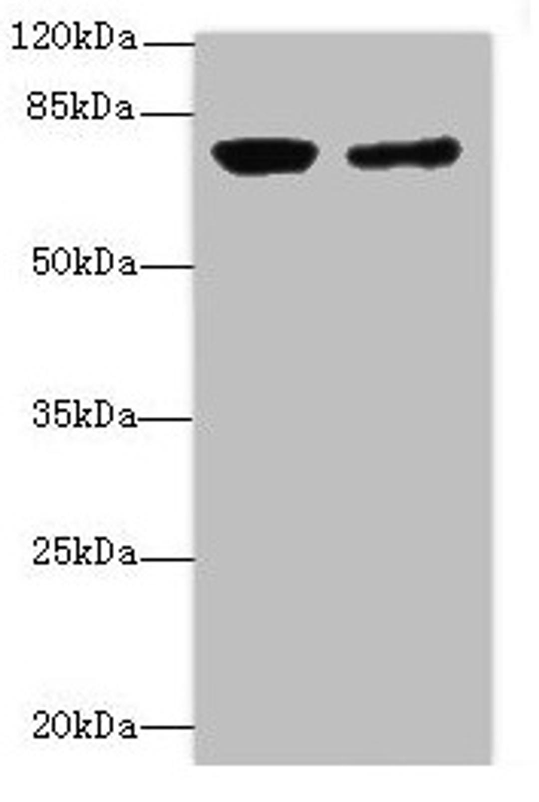 Western blot. All lanes: LSS antibody at 0.76µg/ml. Lane 1: PC-3 whole cell lysate. Lane 2: Hela whole cell lysate. Secondary. Goat polyclonal to Rabbit IgG at 1/10000 dilution. Predicted band size: 84, 75, 83 kDa. Observed band size: 83 kDa