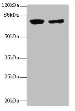 Western blot. All lanes: LSS antibody at 0.76µg/ml. Lane 1: PC-3 whole cell lysate. Lane 2: Hela whole cell lysate. Secondary. Goat polyclonal to Rabbit IgG at 1/10000 dilution. Predicted band size: 84, 75, 83 kDa. Observed band size: 83 kDa