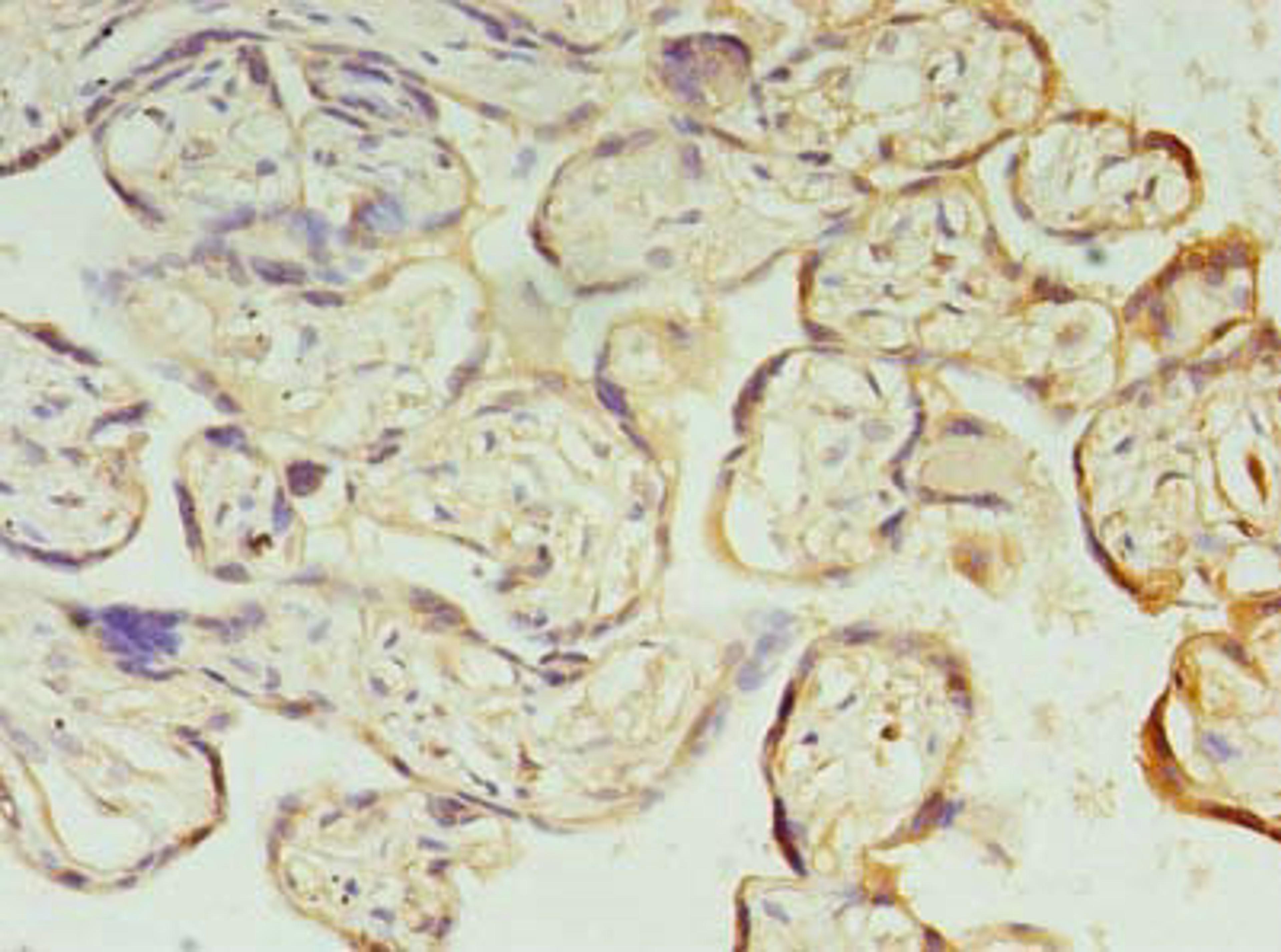 Immunohistochemistry of paraffin-embedded human placenta tissue using CSB-PA889130LA01HU at dilution of 1:100