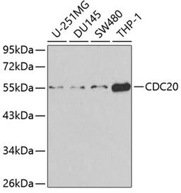 Western blot - CDC20 antibody (A1231)