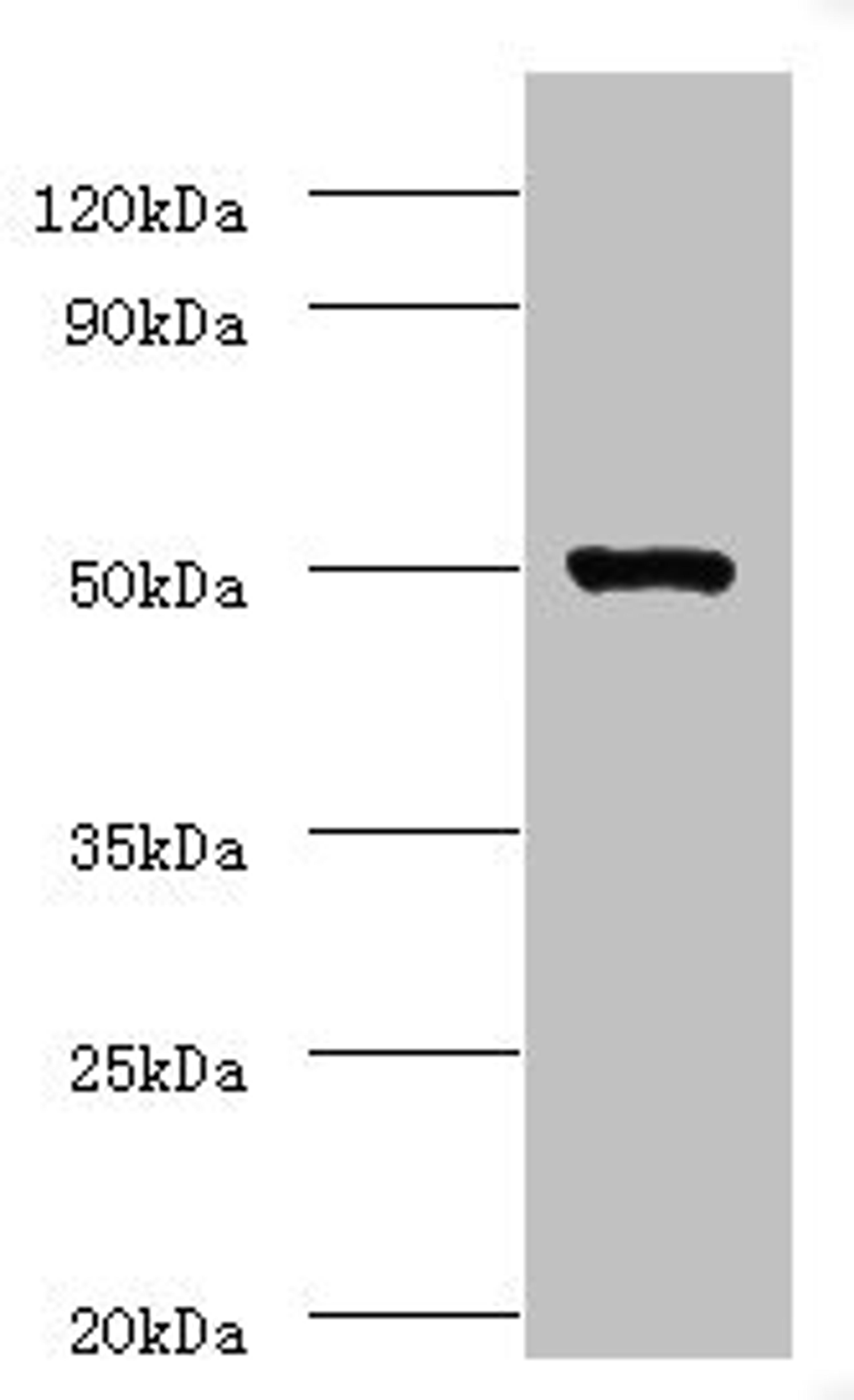 Western blot. All lanes: ACTL7A antibody at 2µg/ml + Mouse liver tissue. Secondary. Goat polyclonal to rabbit IgG at 1/10000 dilution. Predicted band size: 49 kDa. Observed band size: 49 kDa